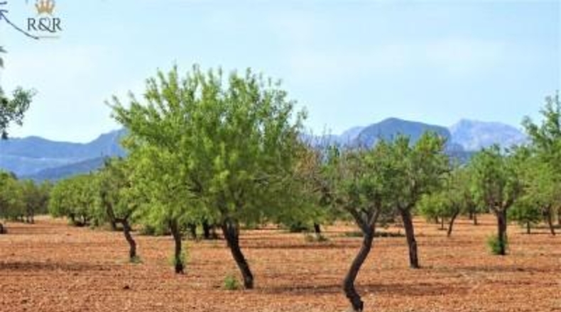 Balearic Islands - Binisalem - 15m2