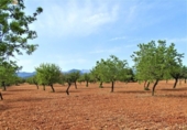 Terreno no urbanizable en venta en la España, Binissalem, ref: TR118400 foto