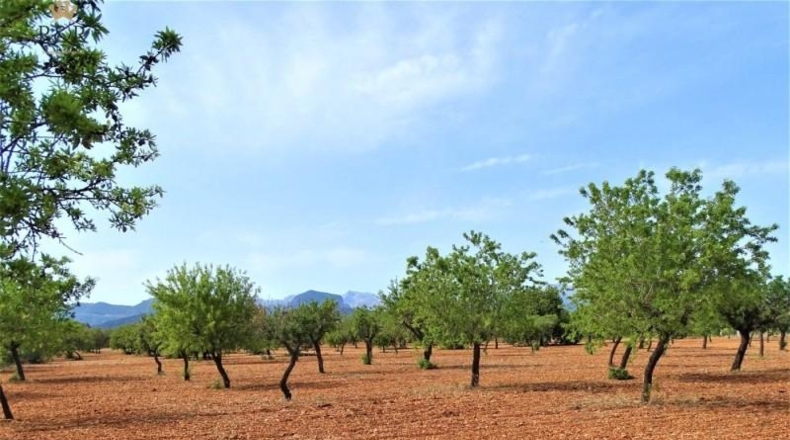 Balearic Islands - Binisalem - 15m2