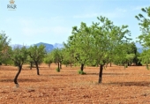 Terreno no urbanizable en venta en la España, Binissalem, ref: TR118400 foto
