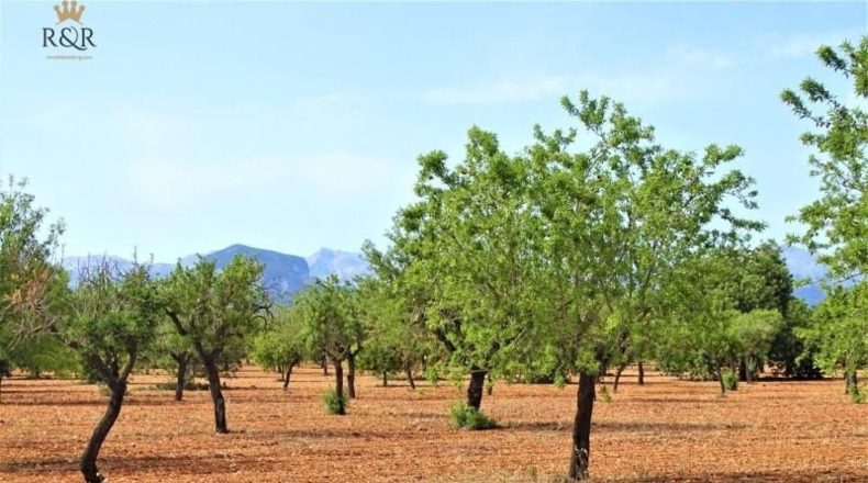 Balearic Islands - Binisalem - 15m2