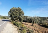 Terreny no urbanitzable en venda a la España, Ibi, ref.: TR112938 foto