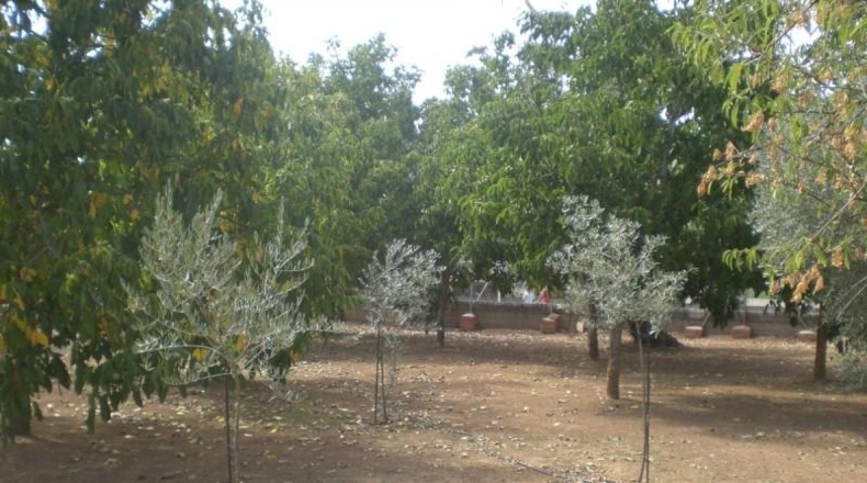 Córdoba - Belmez - 11000m2