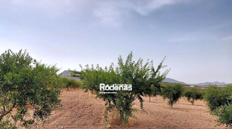 Murcia - Jumilla - 14500m2
