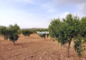 Chalet independiente con terreno en venta en la España, Montealegre del Castillo, ref: TR139977 foto