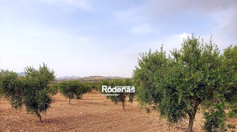 Murcia - Jumilla - 14500m2