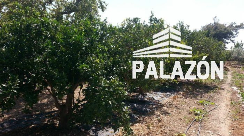 Alicante - Albatera - 2500m2