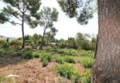 Suelo urbano en venta en la España, Alcúdia, ref: TR113143 foto