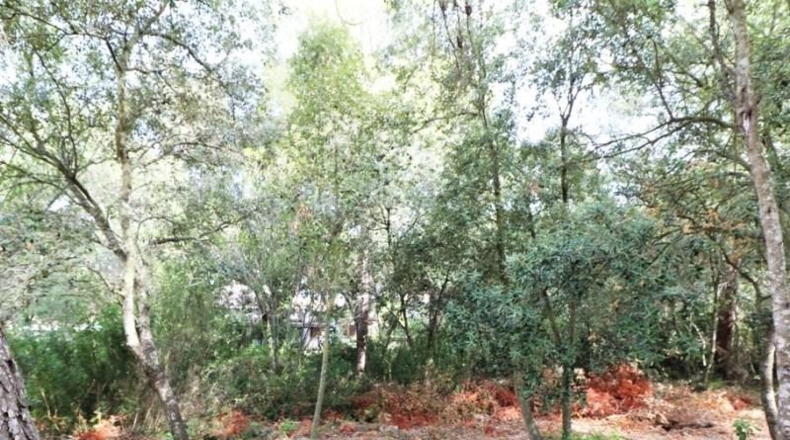 Balearic Islands - Alcudia - 1003m2