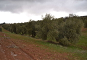 Chalet independiente con terreno en venta en la España, Valdepeñas, ref: TR397878 foto