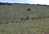Chalet independiente con terreno en venta en la España, Valdepeñas, ref: TR397878 foto