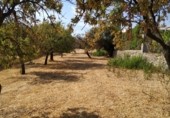 Parcela urbanizable en venta en la España, Selva, ref: TR130666 foto