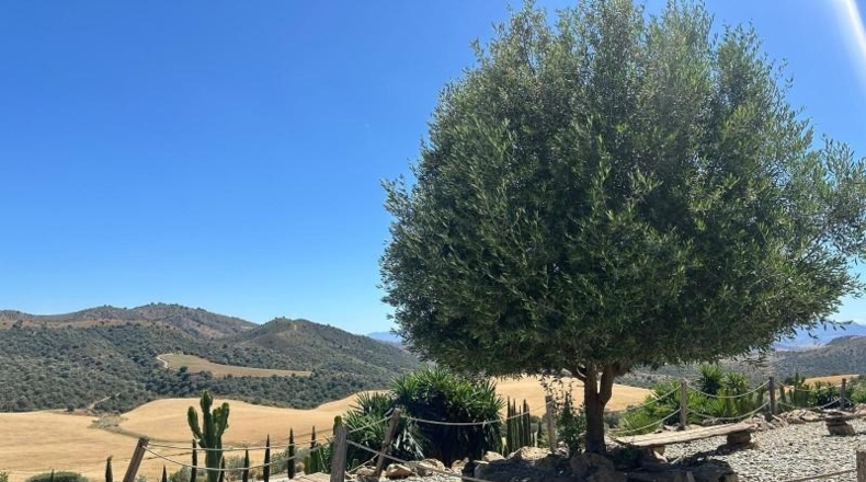 Málaga - Almogía - 5200m2