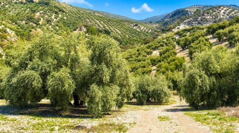 Córdoba - Iznájar - 90544m2