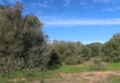 Parcela urbanizable en venta en la España, Campos, ref: TR373167 foto