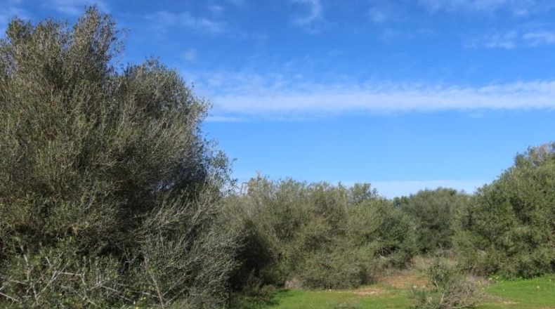Islas Baleares - Кампос - 14625m2
