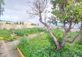 Casa de campo con terreno en venta en la España, Fuente Álamo, ref: TR382667 foto