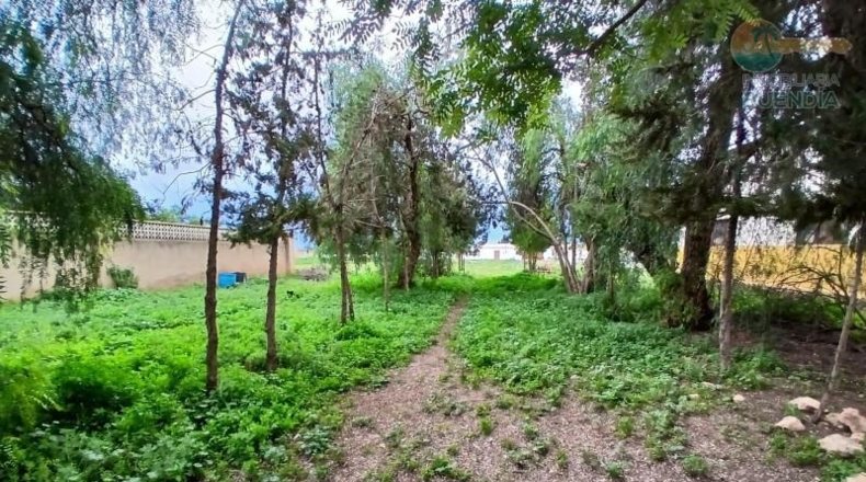 Murcia - Fuente Álamo de Murcia - 11950m2