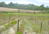 Terreno no urbanizable en venta en la España, Santa Margalida, ref: TR391534 foto