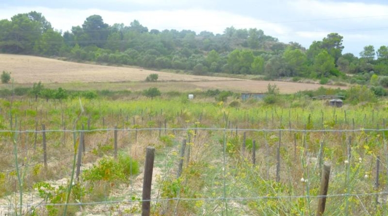 Balearic Islands - Son Bauló - 22734m2
