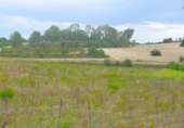 Terreno no urbanizable en venta en la España, Santa Margalida, ref: TR391534 foto
