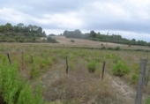 Terreno no urbanizable en venta en la España, Santa Margalida, ref: TR391534 foto