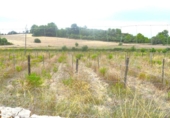 Terreno no urbanizable en venta en la España, Santa Margalida, ref: TR391534 foto