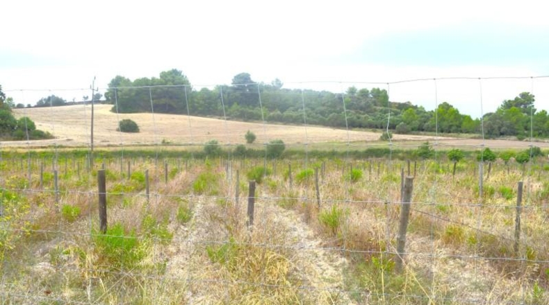 Balearic Islands - Son Bauló - 22734m2