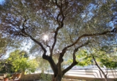 Chalet independiente con terreno en venta en la España, Amer, ref: TR411484 foto