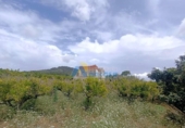 Casa de campo con terreno en venta en la España, Oliva, ref: TR147696 foto