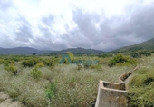 Casa de campo con terreno en venta en la España, Oliva, ref: TR147696 foto