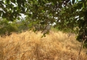 Urban land for sale on España, Ses Salines, ref: TR327998 photo