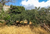 Urban land for sale on España, Ses Salines, ref: TR327998 photo