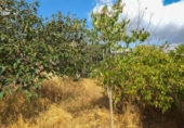 Urban land for sale on España, Ses Salines, ref: TR327998 photo