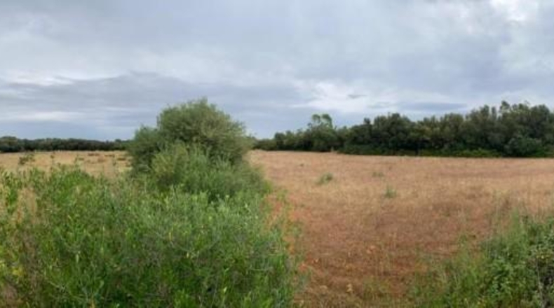 Islas Baleares - Felanitx - 15430m2