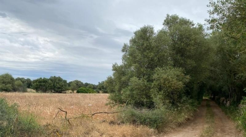 Islas Baleares - Felanitx - 15430m2