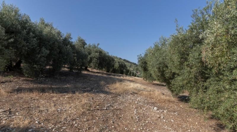 Granada - Montefrío - 55000m2
