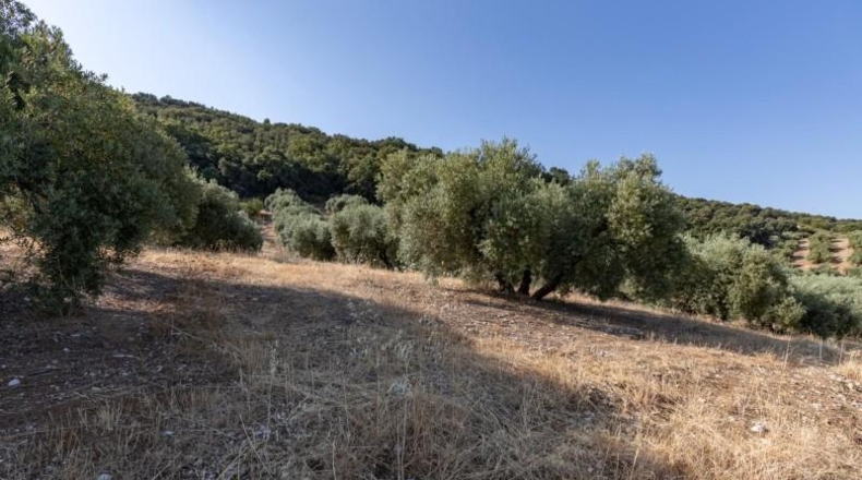 Granada - Montefrío - 55000m2