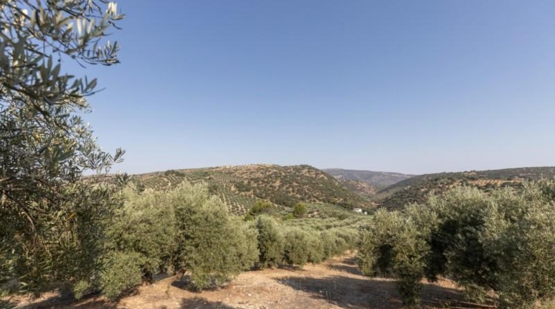 Granada - Montefrío - 55000m2