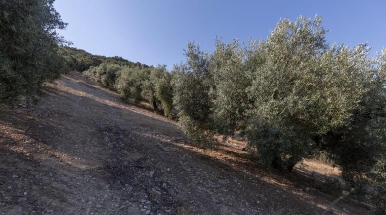 Granada - Montefrío - 55000m2