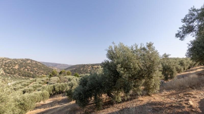 Granada - Montefrío - 55000m2