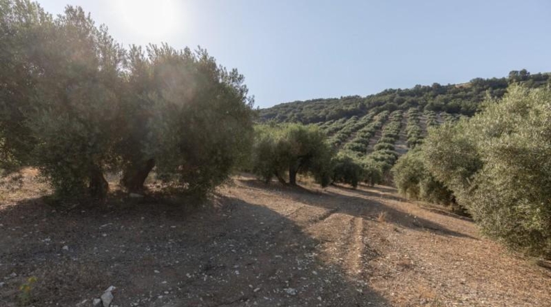 Granada - Montefrío - 55000m2