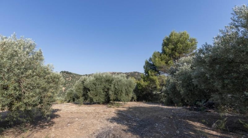 Granada - Montefrío - 55000m2