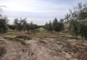 Terreno no urbanizable en venta en la España, Lucena, ref: TR194528 foto