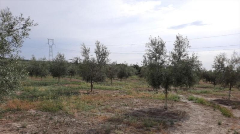 Córdoba - Lucena - 30000m2