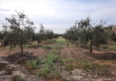 Terreno no urbanizable en venta en la España, Lucena, ref: TR194528 foto