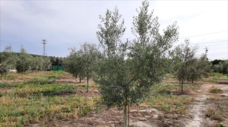 Córdoba - Lucena - 30000m2
