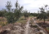 Terreno no urbanizable en venta en la España, Lucena, ref: TR194528 foto