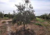 Terreno no urbanizable en venta en la España, Lucena, ref: TR194528 foto