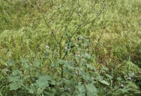 Foto 9